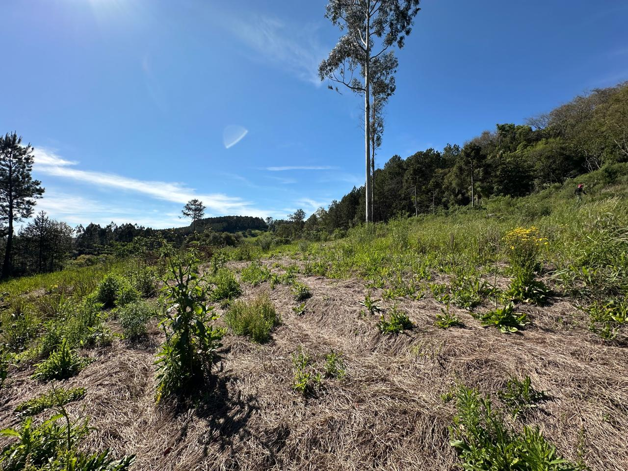 Imagem propriedade ÁREA DE TERRAS